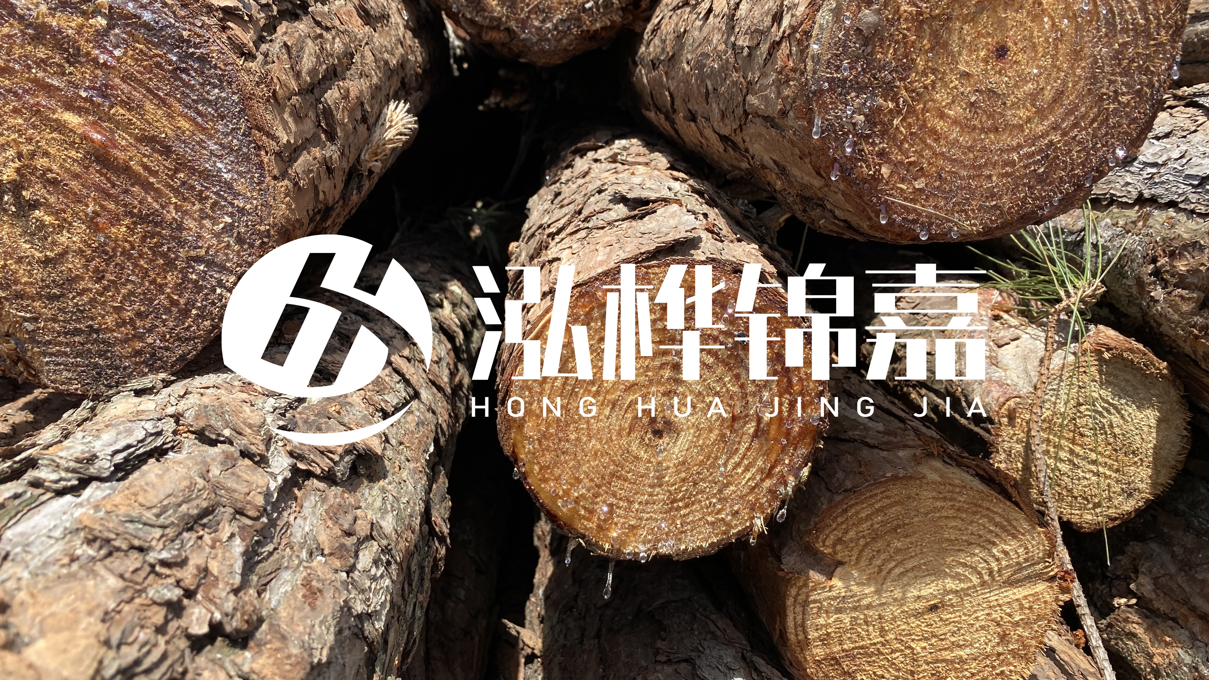 為什么要用松木樁治理河道？